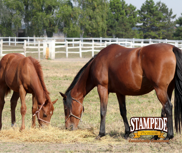 CostEffective Feeding Program for Horses Stampede Premium Forage