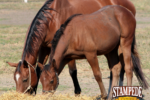 The Importance of Hay Quality for Horses