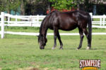 Skin Diseases in Horses