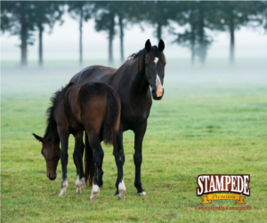 Grazing horses with gas colic 