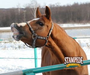 Steps to Winterize Your Horse