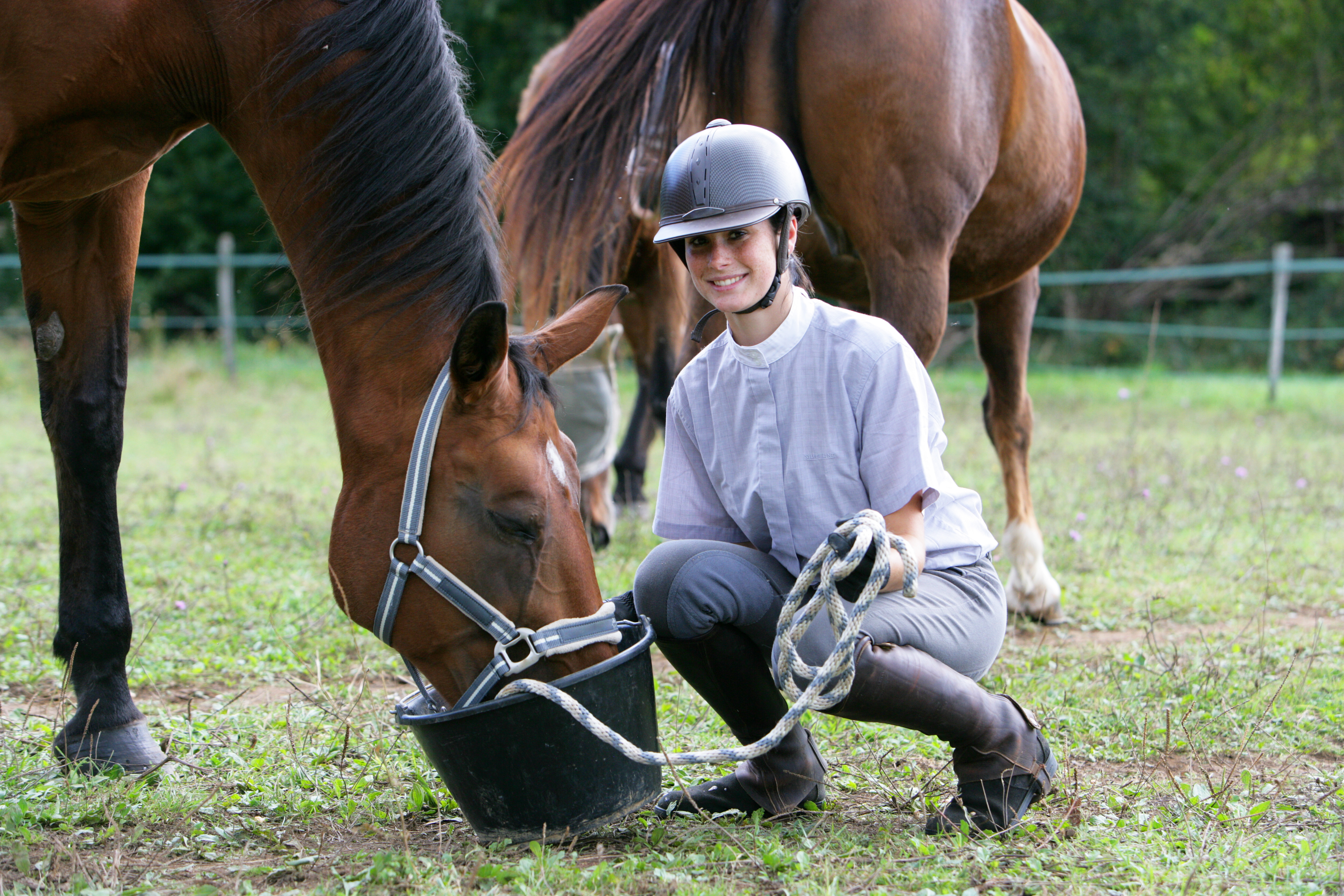 Soaking Hay for Horses Stampede Premium Forage Consistently Consistent