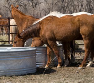 cool weather water intake 