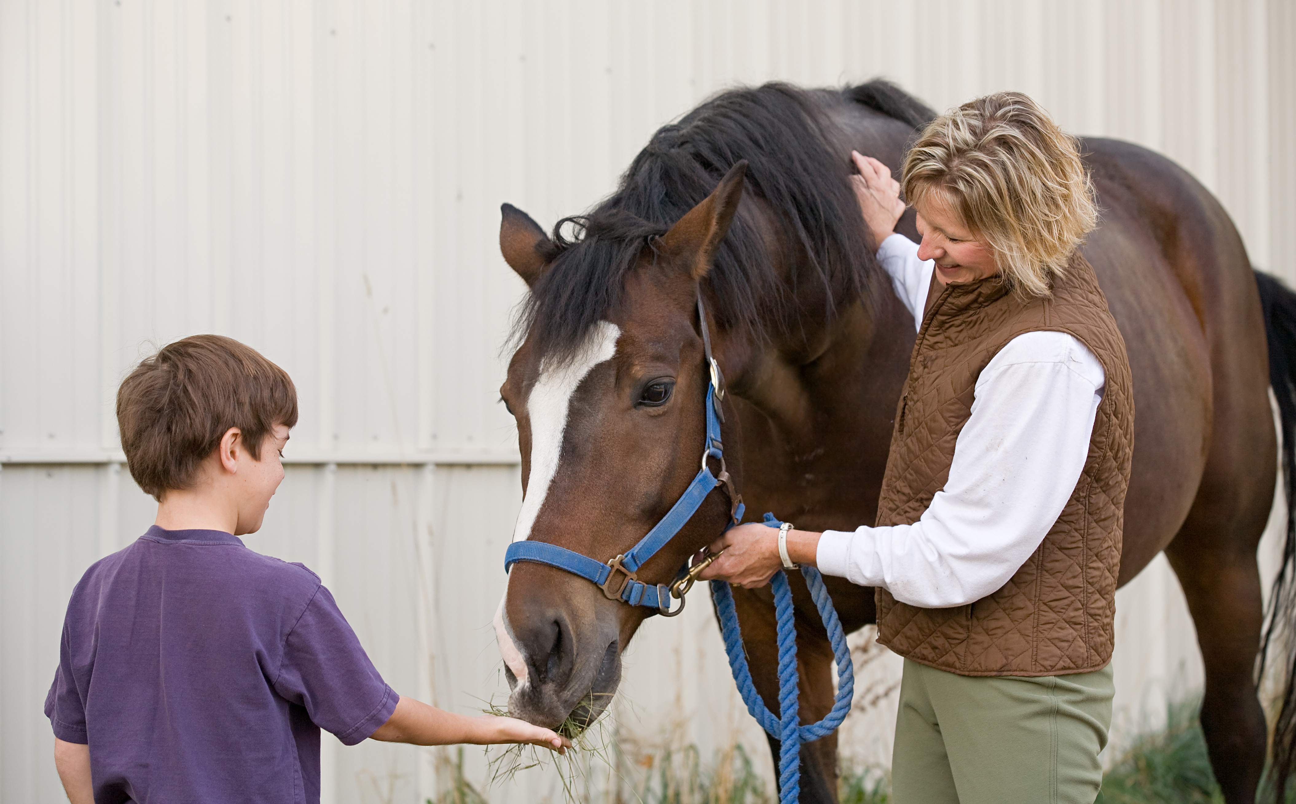 Boy Feeding Horse Stampede Premium Forage Consistently Consistent