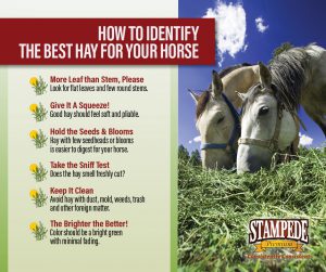 6 Signs of Quality Hay