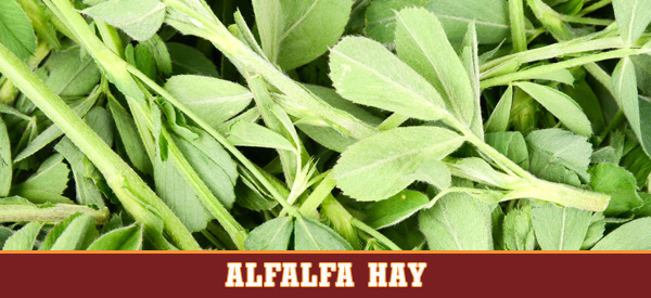 alfalfa-hay