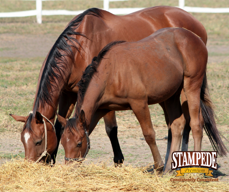 The Importance of Hay Quality for Horses Stampede Premium Forage