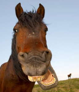 fall horse checklist