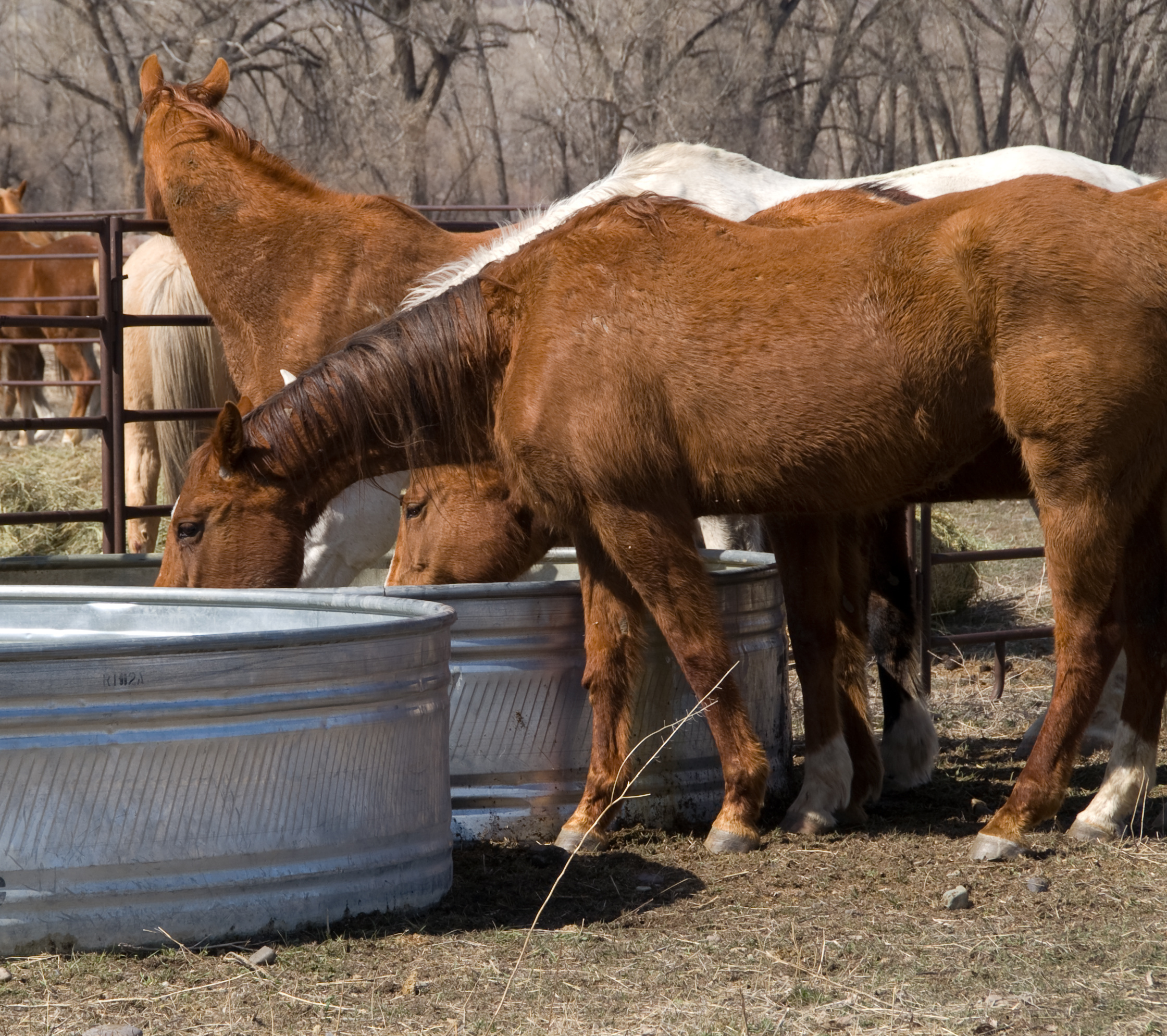 Summer Safety Tips for Horses
