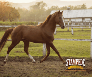 Exercising Adult Horses