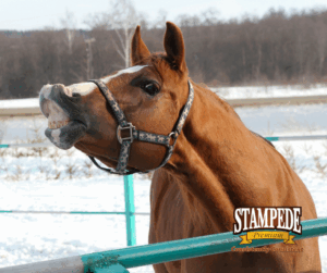 Steps to Winterize Your Horse