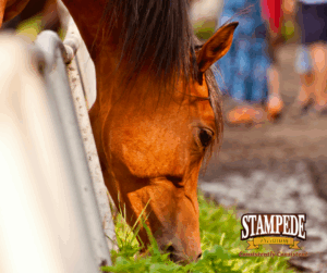Horse eating cube hay outside