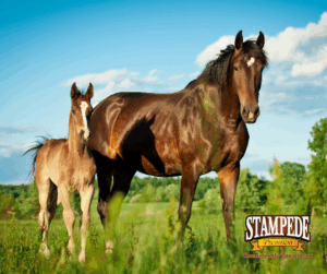 Foal and mare out to pasture