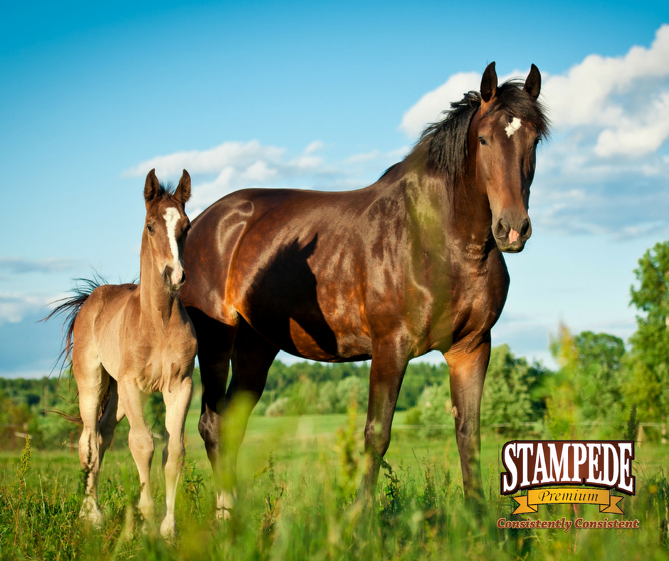 Foal and mare out to pasture