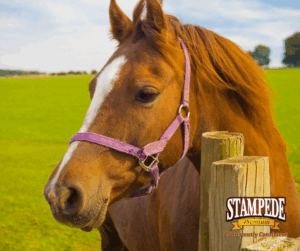Horse Feed Tags