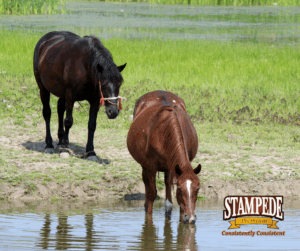 Summer Safety Tips for Horses
