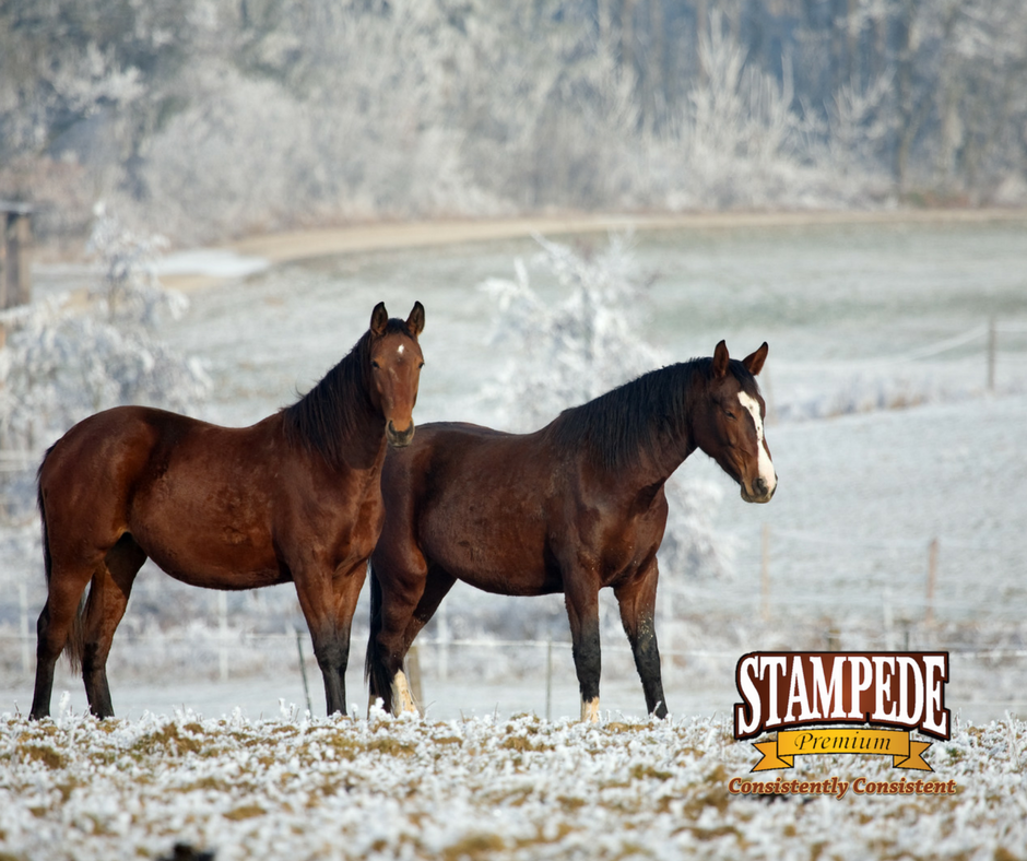 Feeding Horses in Cold Weather Stampede Premium Forage Consistently