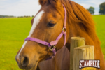Horse Feed Tags