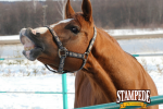 Winterize Your Horse