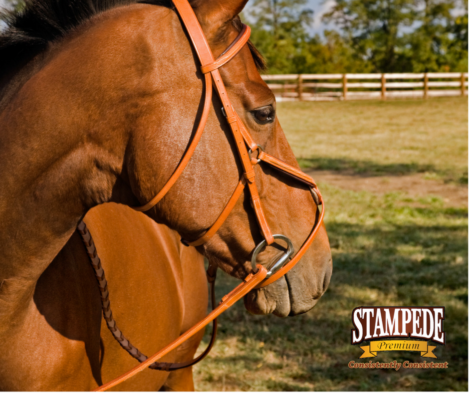 Minimize Horse Flies Around Your Horses and Property | Stampede Premium