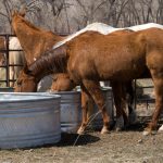 Summer Safety Tips for Horses