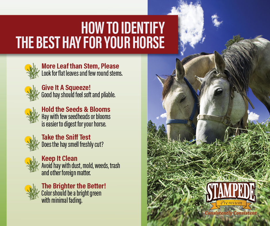 6 Signs Of Quality Hay Stampede Premium Forage Consistently Consistent